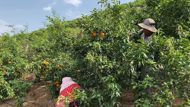 色佳味浓口感好,黄岩蜜橘天下晓