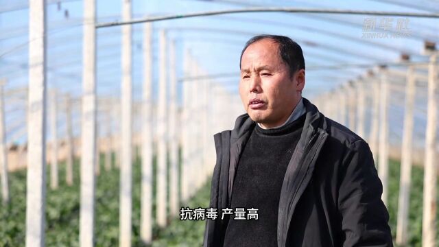 山东泰安:应对寒潮天气 多措并举做好蔬菜稳产保供