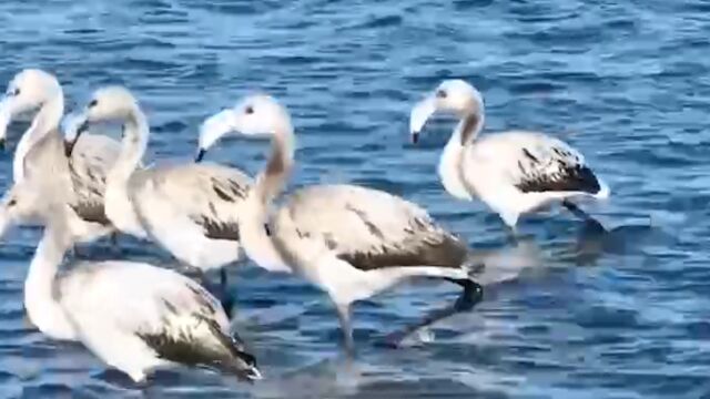 野生火烈鸟现身新疆北湖湿地