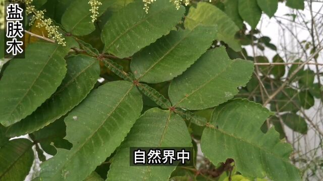 这种植物很神奇,不但会长“盐巴”,还会长一种叫“五倍子”的药材,你认识么#野生植物 #奇花异草 #五倍子 #盐肤木 #自然 .