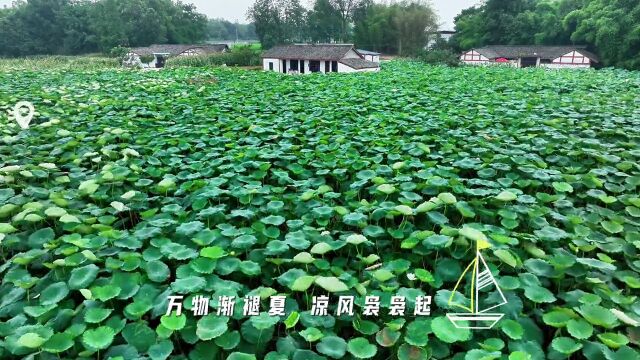 处暑:夏日将行远,秋日景初微.