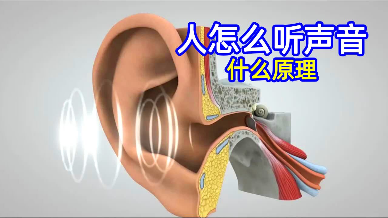 一部动画告诉你：耳朵是如何听到声音的_高清1080P在线观看平台_腾讯视频
