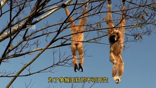 猴王争霸开始了,他们在高高的树上打起来了,真是惊险的一幕猴子的战斗