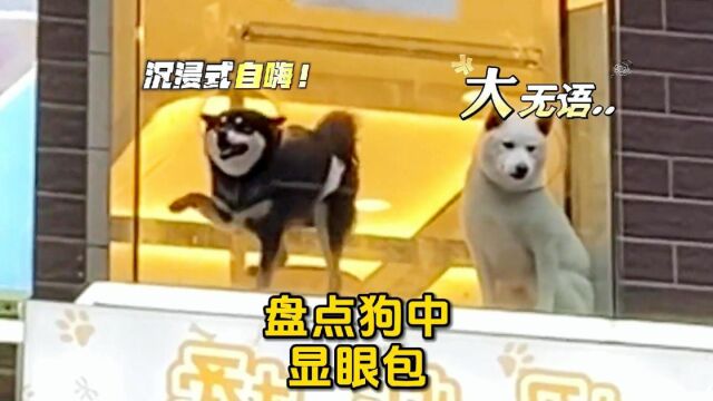 盘点狗狗中的显眼包