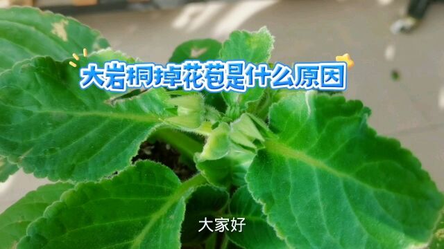 大岩桐掉花苞是什么原因