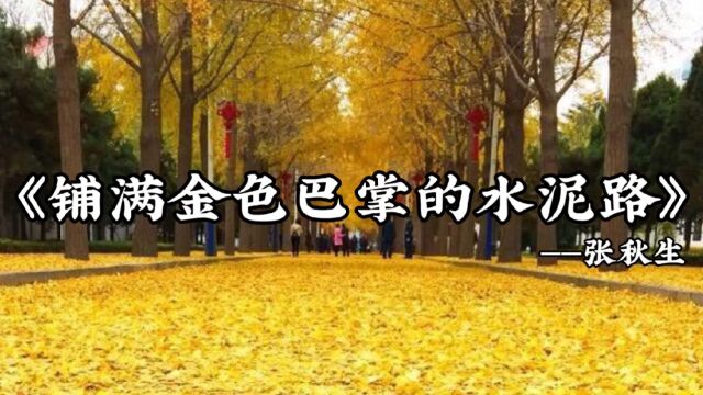 《铺满金色巴掌的水泥路》一夜秋风,一夜秋雨,天气开始放晴了!