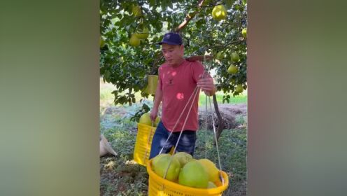 江永老树香柚收获季，满满的一担又一担，根本挑不完。#我的乡村生活 #我为家乡农产品代言 #江永香柚