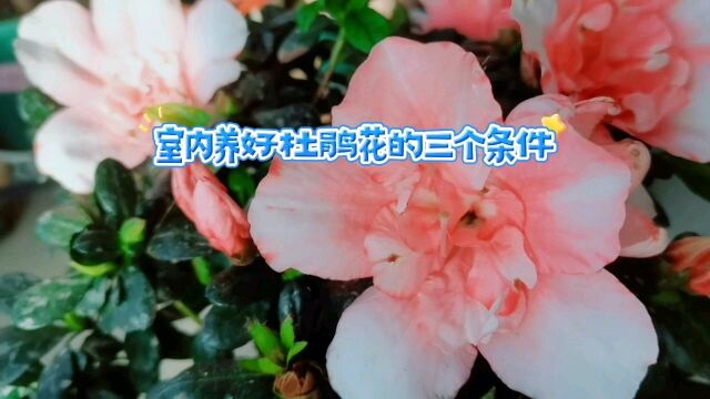 室内养好杜鹃花的三个条件