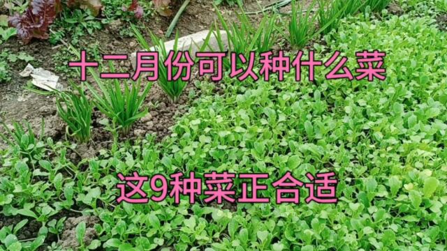 十二月份可以种什么菜?这9种菜正合适,大家别忘了