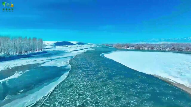 视频:昭苏湿地现“冰莲花” 灵动又壮美