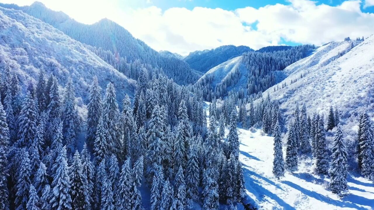 新疆雪后宛如仙境:云杉漫山遍野挂满雾凇 与阳光交相辉映美不胜收