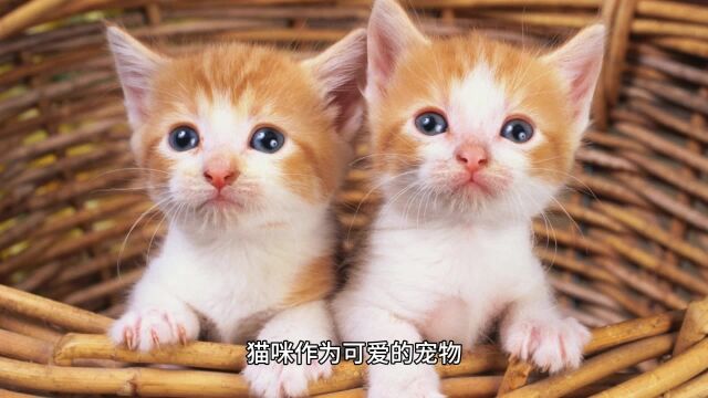 猫咪打嗝的背后:原因和应对方法