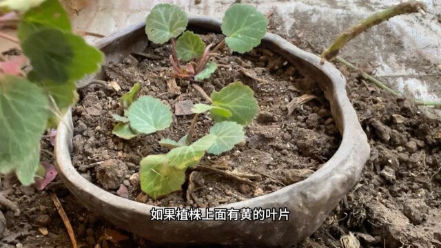 虎耳草耐阴耐寒,详细分享上盆教程,日常养护管理简单省心长势快