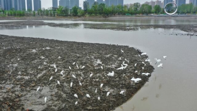 有吃有喝有住 杭州一处工地成白鹭“公寓”