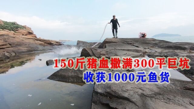 150斤猪血撒满300平巨无霸坑,抽干后收获价值1000元鱼货,赚翻了