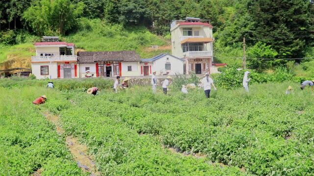 广州卫生职业技术学院博济爱康实践团三下乡,仙草基地探索