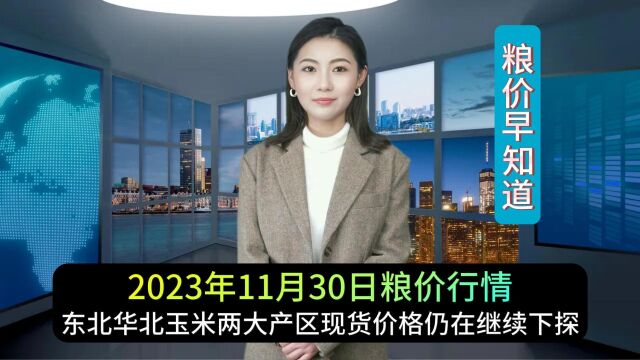 东北华北玉米两大产区现货价格仍在继续下探,港口市场玉米价格暂稳