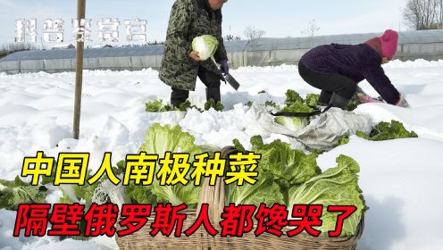 中国人如何在冰天雪地的南极种出蔬菜？俄罗斯人都忍不住来蹭饭！