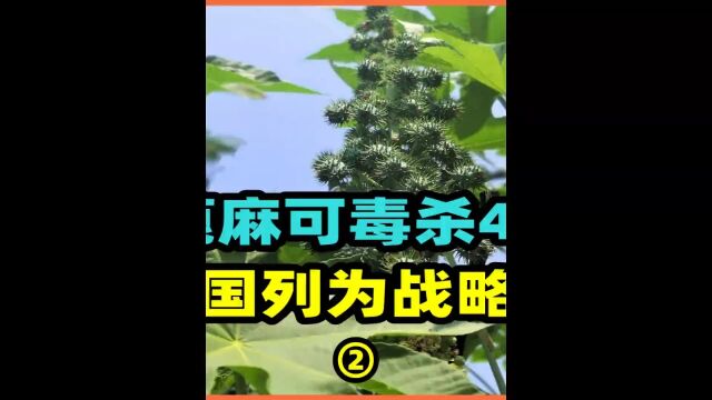 1克蓖麻可毒杀400人,中国每年需求40万吨,为何被美国列为战略物资2