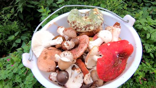 在云南采蘑菇，翻越一座大山，收获一桶五颜六色的野生菌 