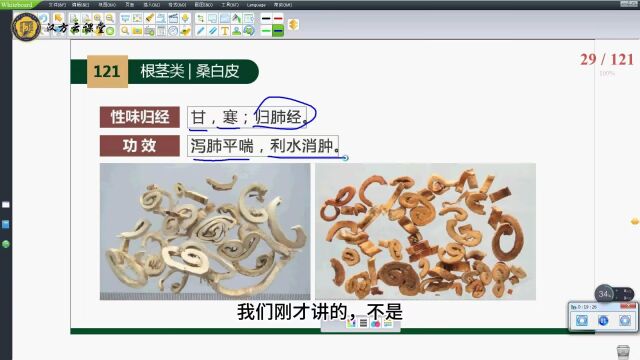 药象各论根茎类药37桑白皮