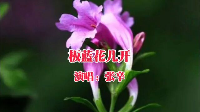 张辛演唱的歌曲《板蓝花儿开》,请欣赏