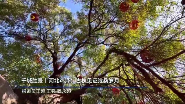 千城胜景丨河北鸡泽:古槐见证沧桑岁月