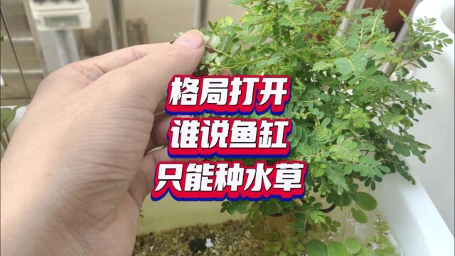 格局打开,谁说鱼缸只能种水草,这些都是可以水培的植物哦