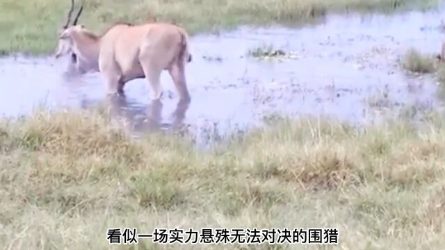 羚羊遭到鬣狗群包围危在旦夕,羚羊却凭借勇敢和智慧成功脱困!