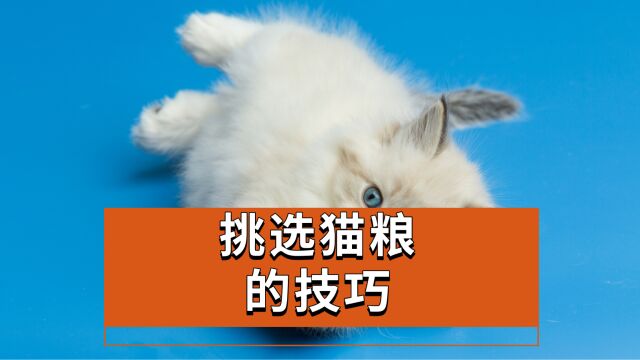 挑选猫粮的技巧?包你学会