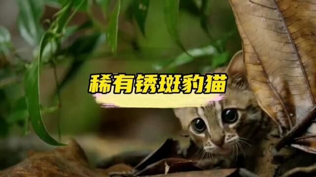 只有巴掌大小的锈斑豹猫你见过吗? #猫科动物 #锈斑豹猫 #野生动物