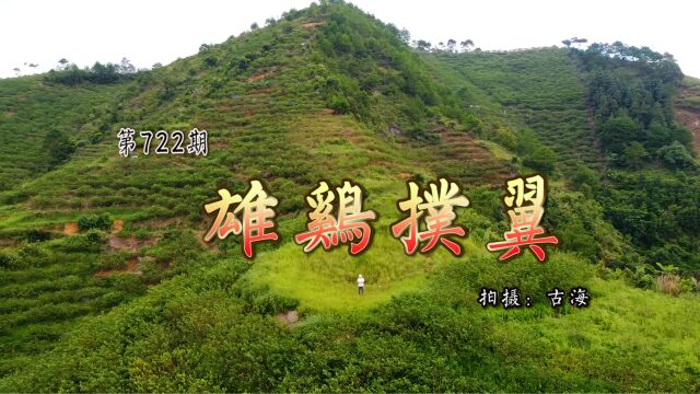 古海带你去观赏广东信宜钱排龙须顶下雄鸡扑翼