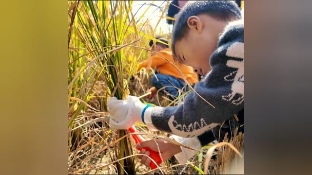 风吹稻浪秋收季!东莞万江举行“遇见稻田 绿美万江”嘉年华