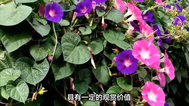 牵牛花好养吗?生长环境要求