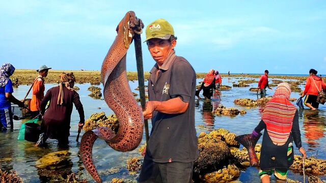 国外渔民赶海,用最原始的工具抓斑点海鳗鱼,带大家见识一下