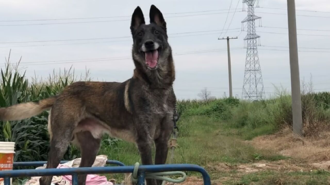 顶级比利时老血马犬,它忠诚度高服从性好智商高易训练,来欣赏下