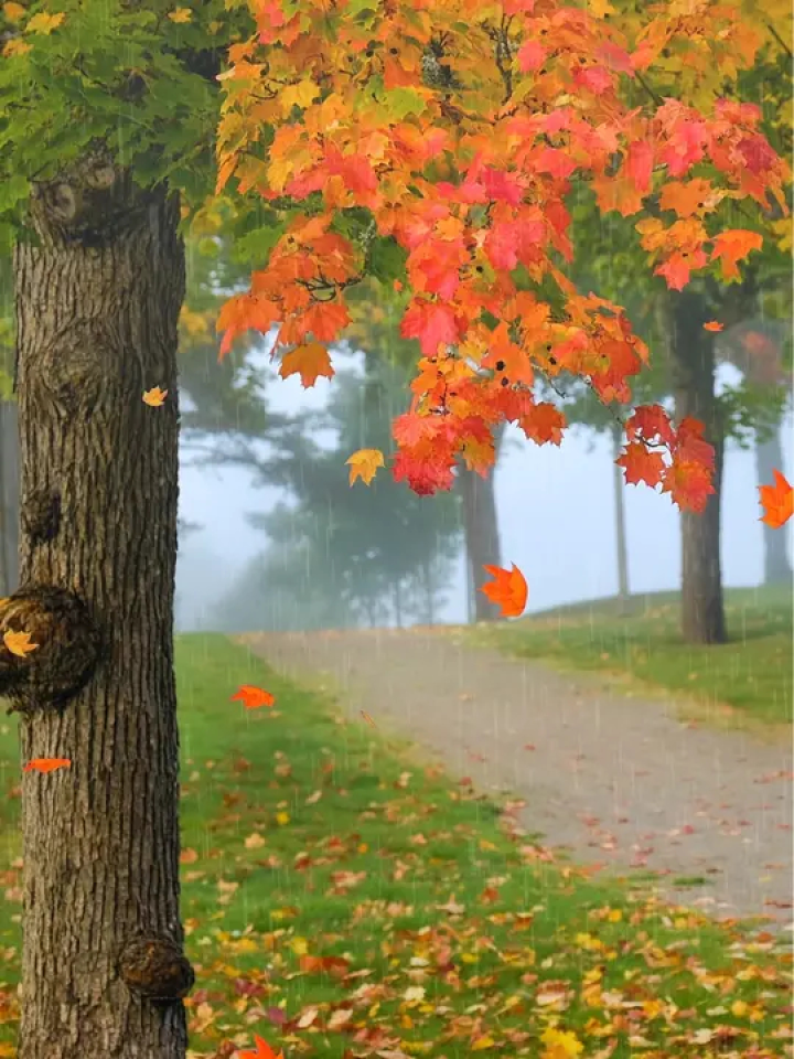 秋雨揉碎山色黄 候鸟远辞秋水凉 绵绵思语风中寄