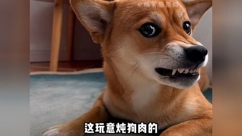 盘点那些秒怂的狗子,小狗狗能有什么坏心思_综艺_高清完整版视频在线观看_腾讯视频