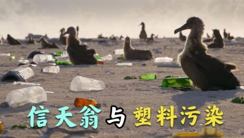 信天翁幼鸟，在众多塑料食物中，艰难求生