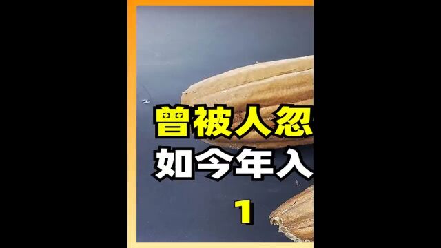 曾被人忽视的“丝瓜络”,被老外批量生产,如今年入300万美元1丝瓜络丝瓜瓤冷知识