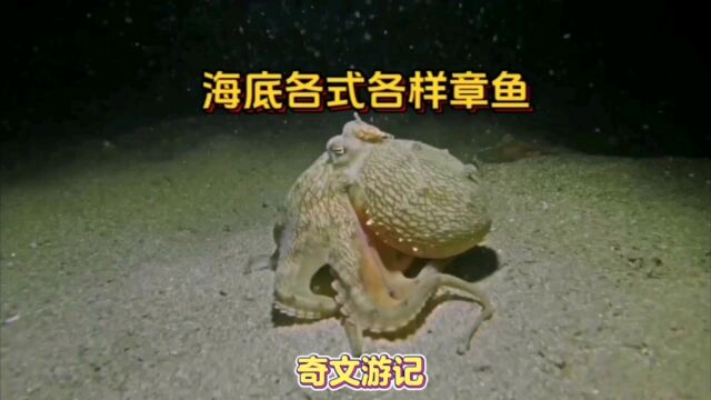 一起潜水到海底世界寻找章鱼