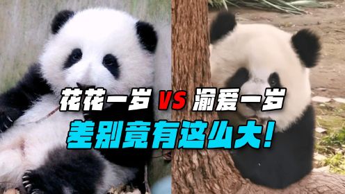 同样是1岁的“熊猫公主”，花花和渝爱的差别，怎么如此大？