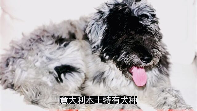 意大利本土特有犬种盘点(二)伯格马斯科犬、那不勒斯獒