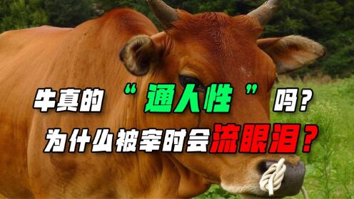 牛被宰杀前,为什么会突然流泪下跪?它们真的通人性?_高清1080P在线观看平台_腾讯视频