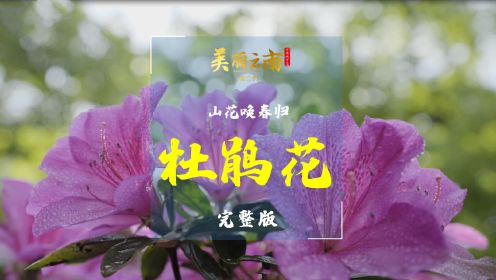 山花唤春归——云南美物：杜鹃花（完整版）|《美丽云南》（第三季）