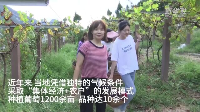 重庆奉节:葡萄成熟采摘忙 “甜蜜产业”促增收