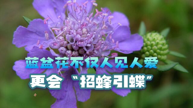 蓝盆花不仅人见人爱,更会“招蜂引蝶”