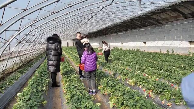 聊城市东阿县牛角店镇荣获“中国优质农产品草莓示范基地”称号