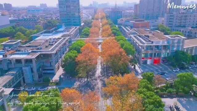 一枝一叶皆风景!宝山街头的行道树尽显灵动