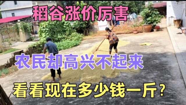 稻谷涨价厉害,农民却愁白了头,原因让人心酸?看现在多少钱一斤